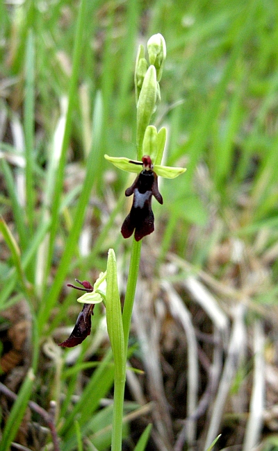 ophrys insectifera